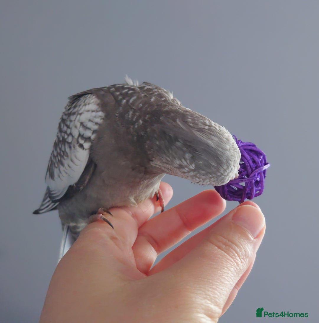 Cockatiels birds for sale: Hand reared silly tame DNA sexed baby cockatiels  - Image 14