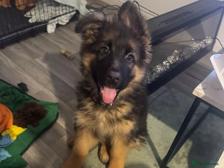 German Shepherd dogs - Advert 3
