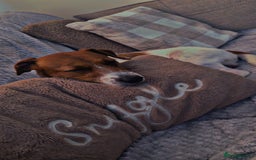 Jack Russell dogs for sale: Jack Russell  - Image 5