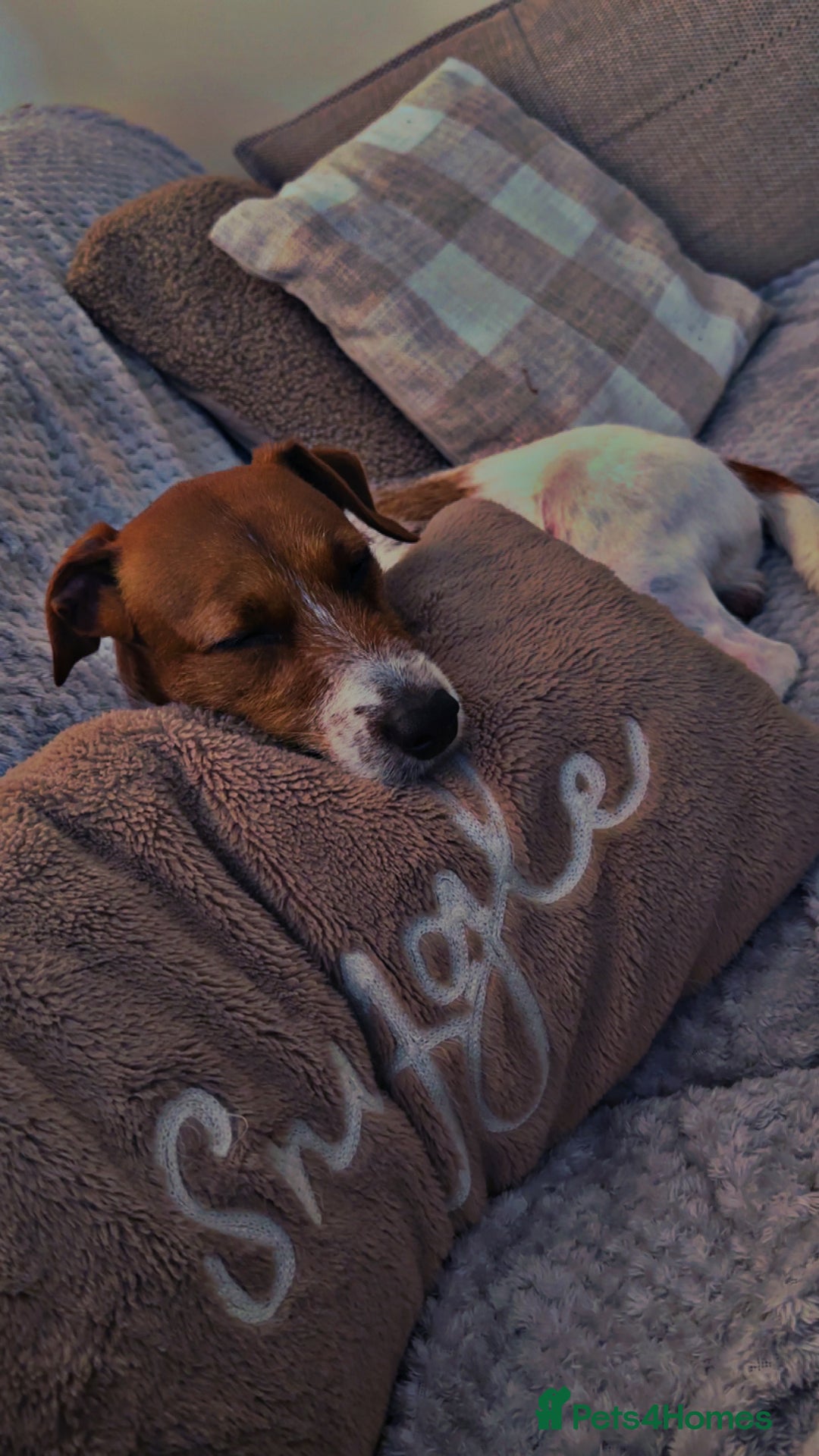 Jack Russell dogs for sale: Jack Russell  - Image 5