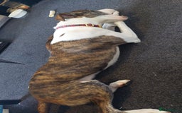 Mixed Breed dogs for sale: Rocco 10 month old for sale  - Image 6