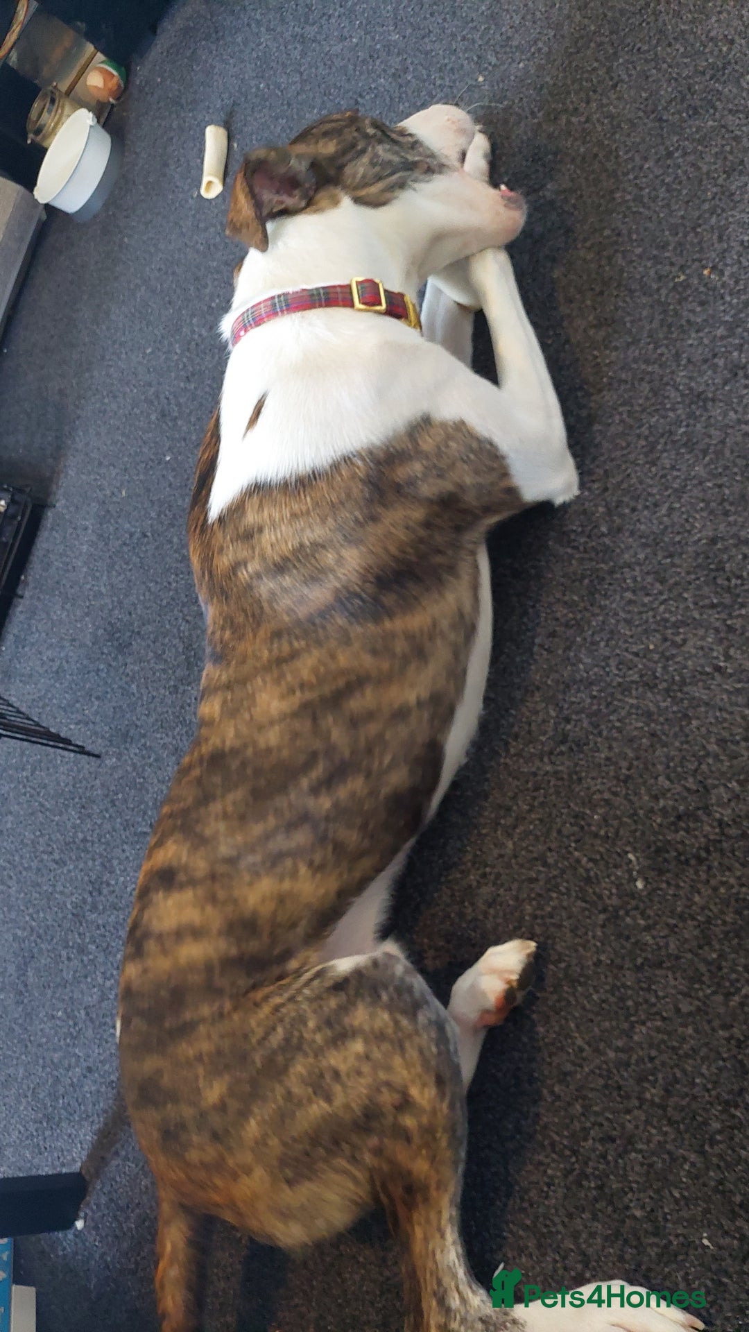 Mixed Breed dogs for sale: Rocco 10 month old for sale  - Image 6