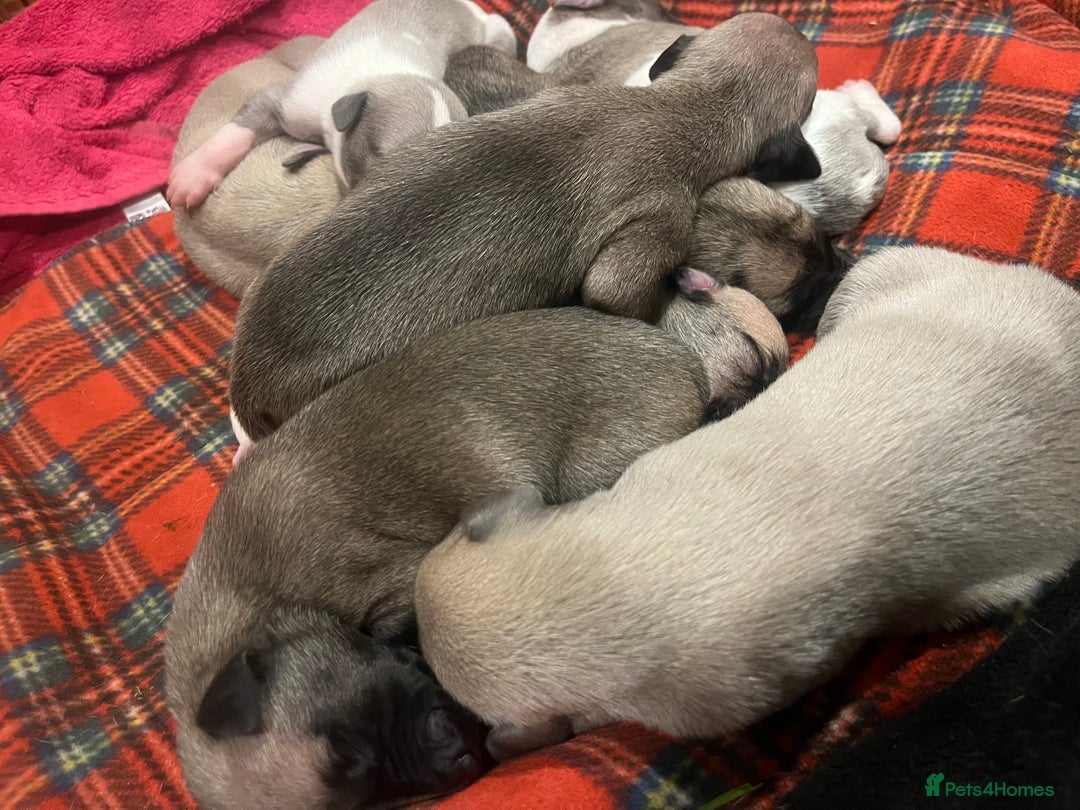Whippet dogs for sale: Gorgeous KC Whippet Pups - Image 8