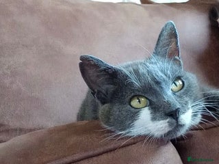 Mixed Breed cats Kittens for sale - Advert 1