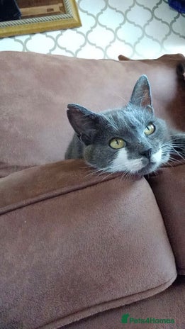 Mixed Breed cats Kittens for sale - Advert 1