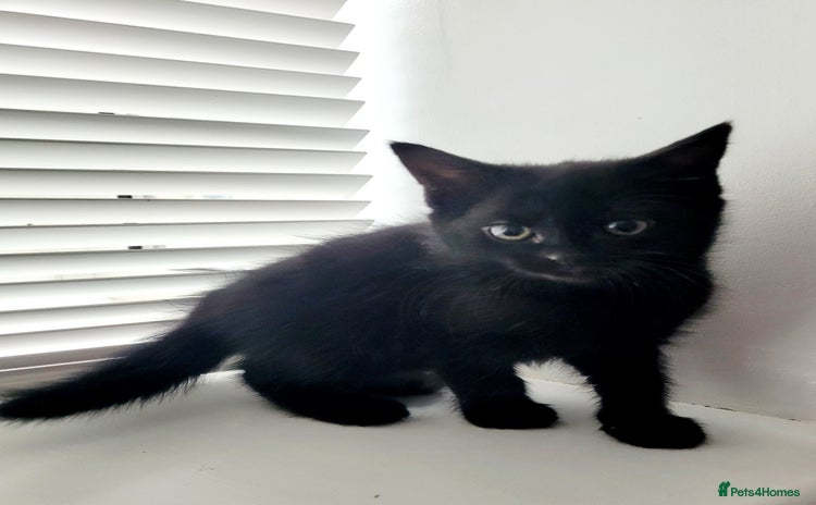 Mixed Breed cats Cute Black Kitten Ready for Her Forever Home  - Advert 1