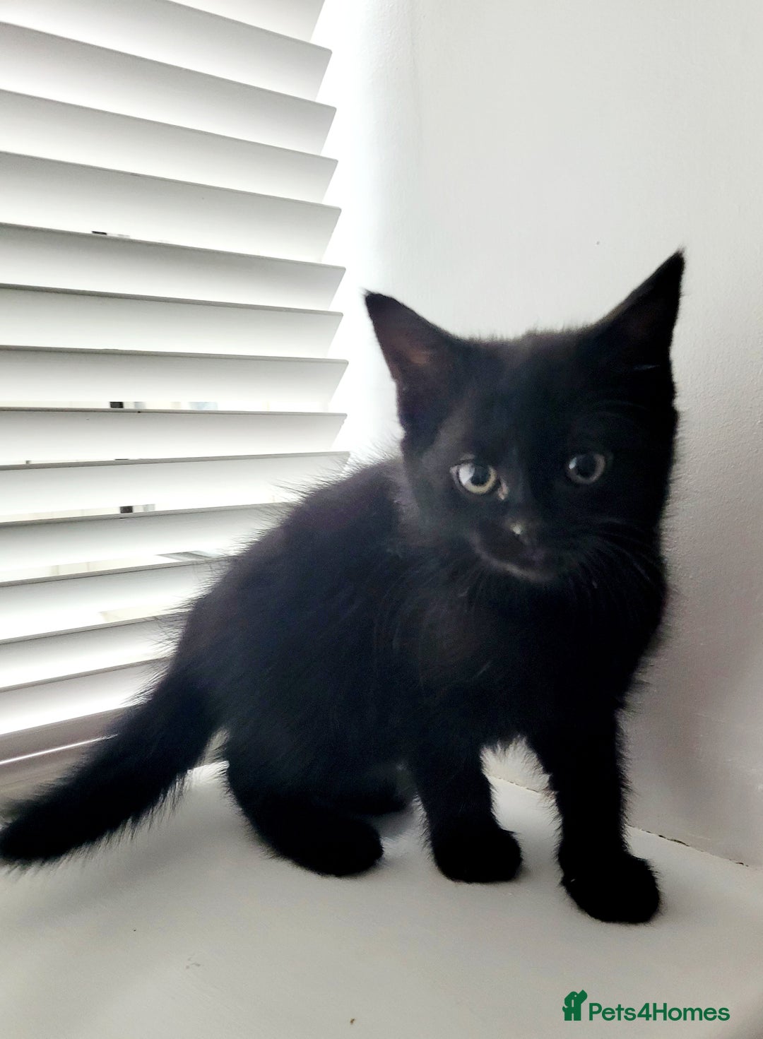Mixed Breed cats for sale: Cute Black Kitten Ready for Her Forever Home  - Advert 1