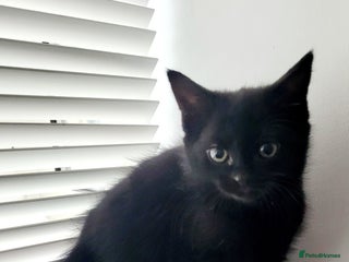 Mixed Breed cats Cute Black Kitten Ready for Her Forever Home - Advert 1