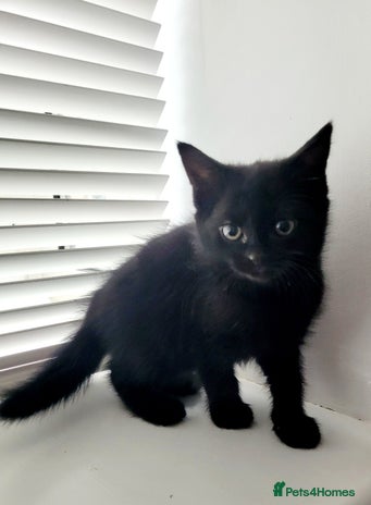 Mixed Breed cats Cute Black Kitten Ready for Her Forever Home - Advert 1