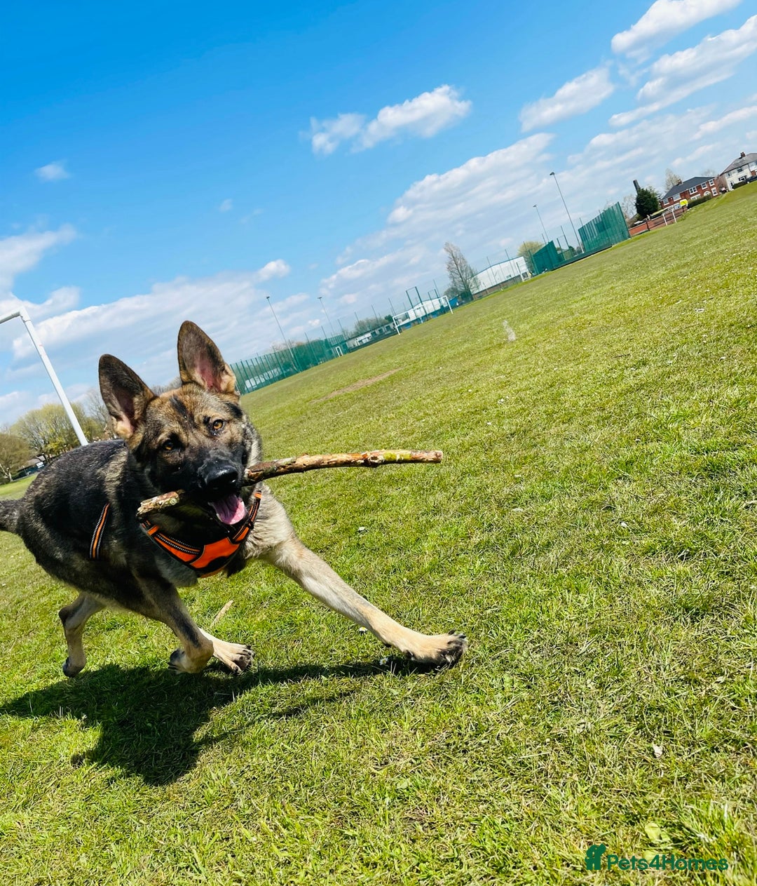 German Shepherd dogs for sale: German Shepherd female  - Advert 4