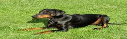 Dobermann dogs for sale: Fantastic KC Dobermann Puppies  - Advert 25