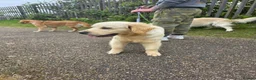 Golden Retriever dogs for sale: Golden Retriever (KC registered) - Advert 2