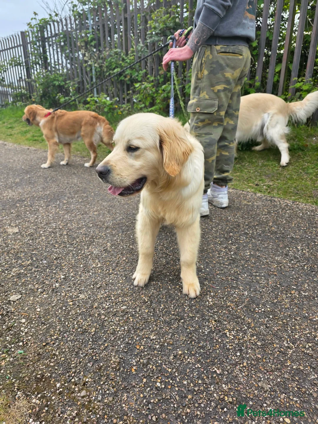 Golden Retriever dogs for sale: Golden Retriever (KC registered) - Advert 2