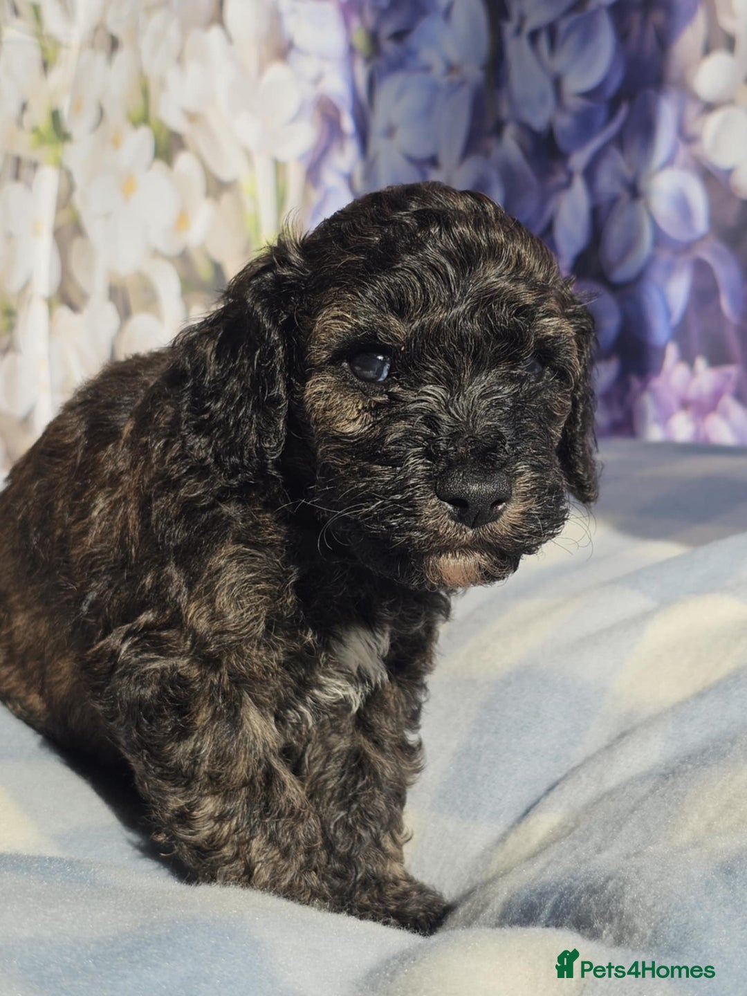 Cockapoo dogs for sale: sable & phantom & tri colour cockapoo puppies  - Image 5