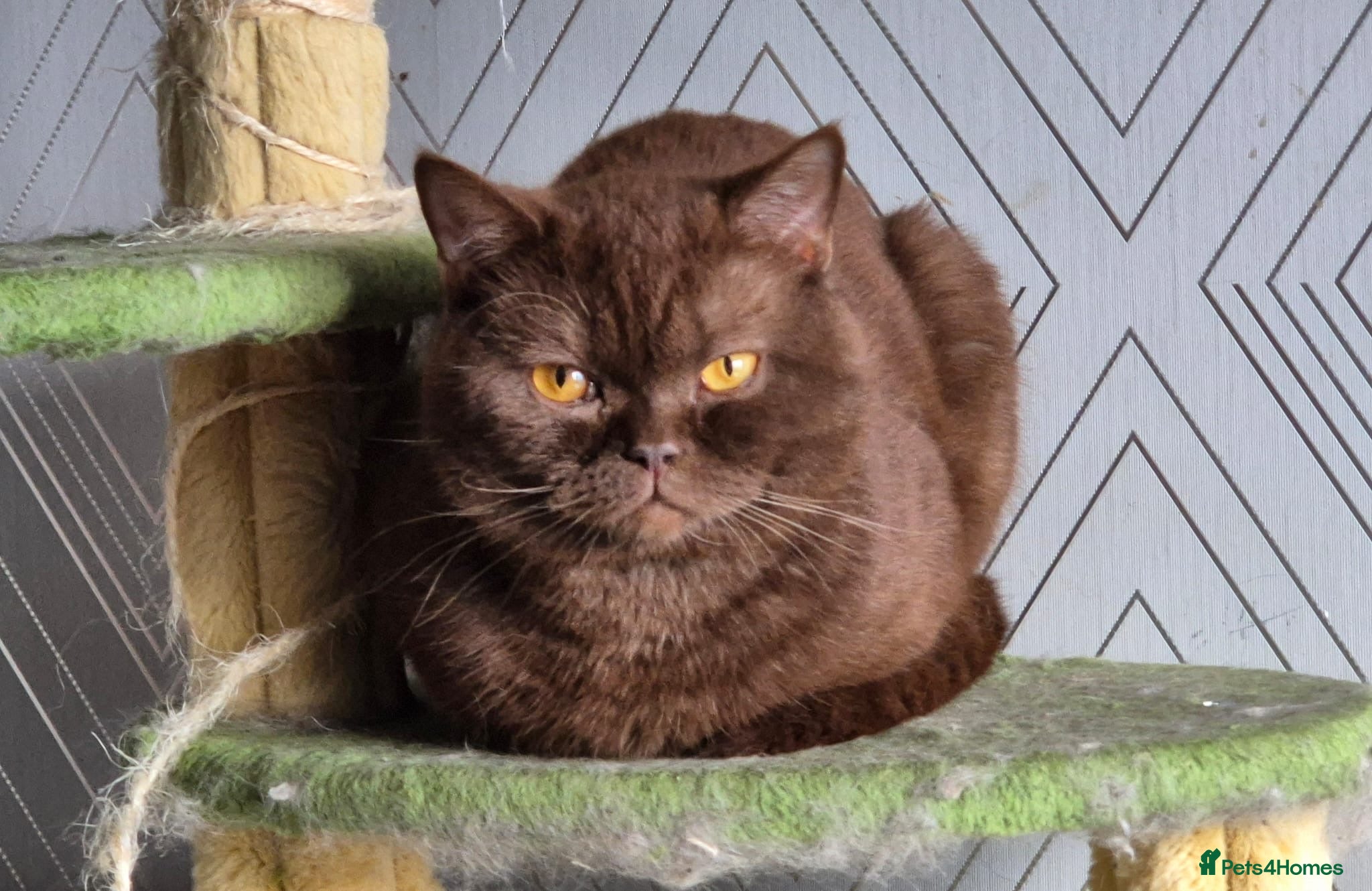 British Shorthair cats British Shorthair  - Advert 12