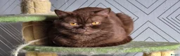 British Shorthair cats for sale: British Shorthair  - Advert 32