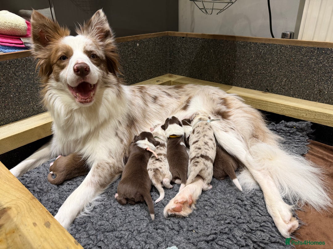 Border Collie dogs for sale: Red & white tri merle border collie puppies - Advert 21