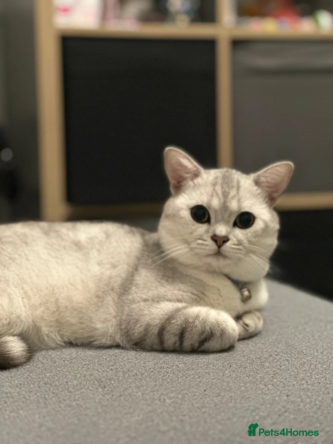 British Shorthair cats for stud: Handsome Teddy Male Cat Available for Stud - Advert 2