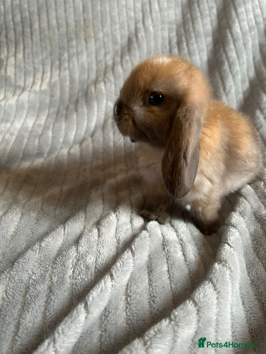 Mini Lop rabbits for sale: Mini Lop Bunnies - Image 8