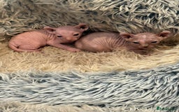 Sphynx cats for sale: Elf SPHYNX  - Image 3