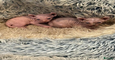 Sphynx cats - Advert 3