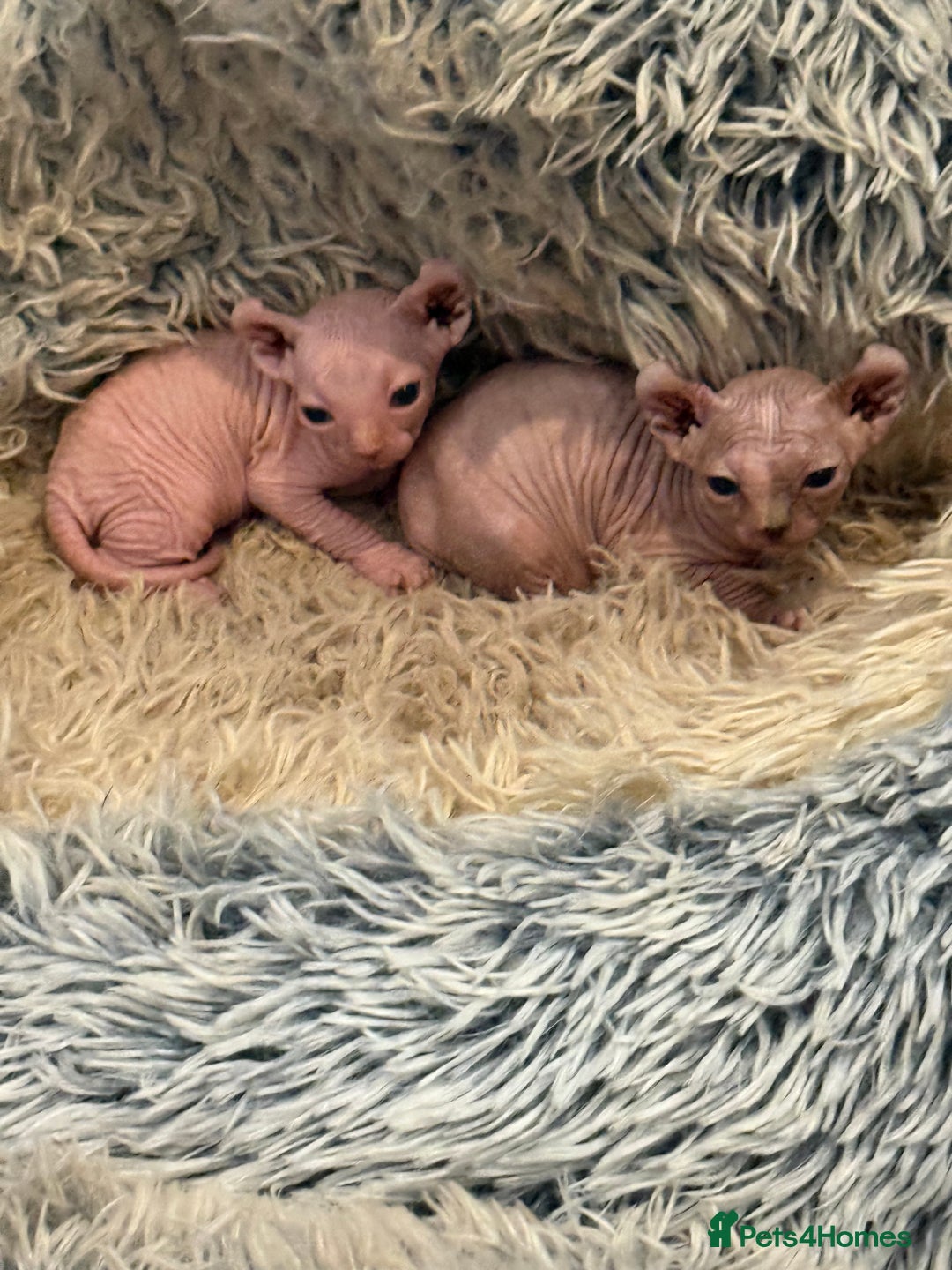 Sphynx cats for sale: Elf SPHYNX  - Image 3