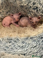 Sphynx cats - Advert 12