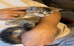British Shorthair cats for sale: Golden brown tabby and silver  - Image 11
