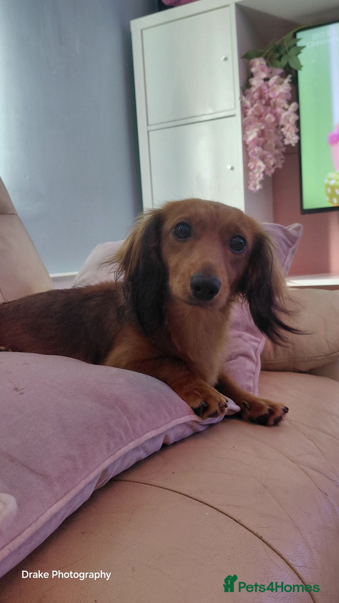 Miniature Dachshund dogs Female Longhaired Shaded Red Miniature - Advert 5