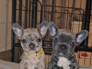 French Bulldog dogs DWKC beautiful French bulldogs prices negotiable - Advert 13