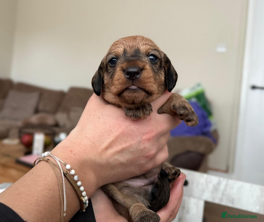 Miniature Dachshund dogs for sale: Supreme KC Miniature Wirehaired Dachshunds! - Advert 18