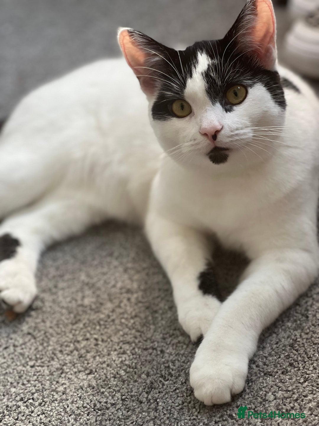 Domestic Shorthair cats for sale: Nova - indoor cat looking for new family - Advert 5