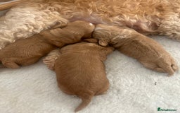Cockapoo dogs for sale: Cockapoo Pups - Image 27