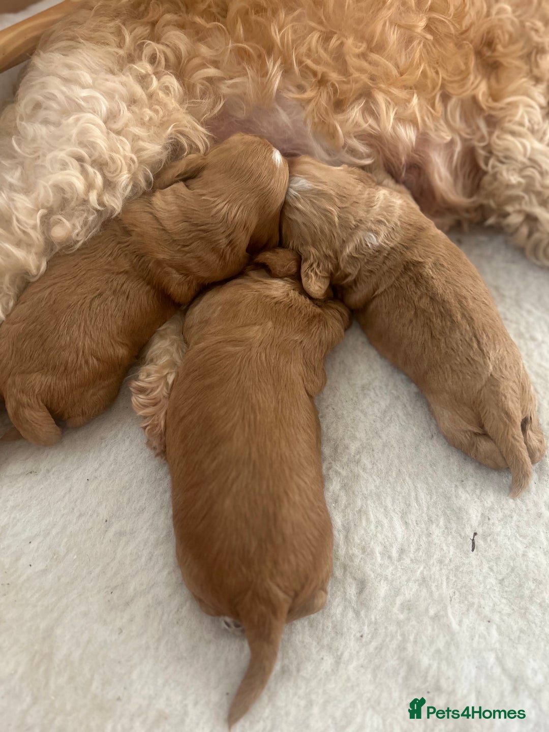 Cockapoo dogs for sale: Cockapoo Pups - Image 27