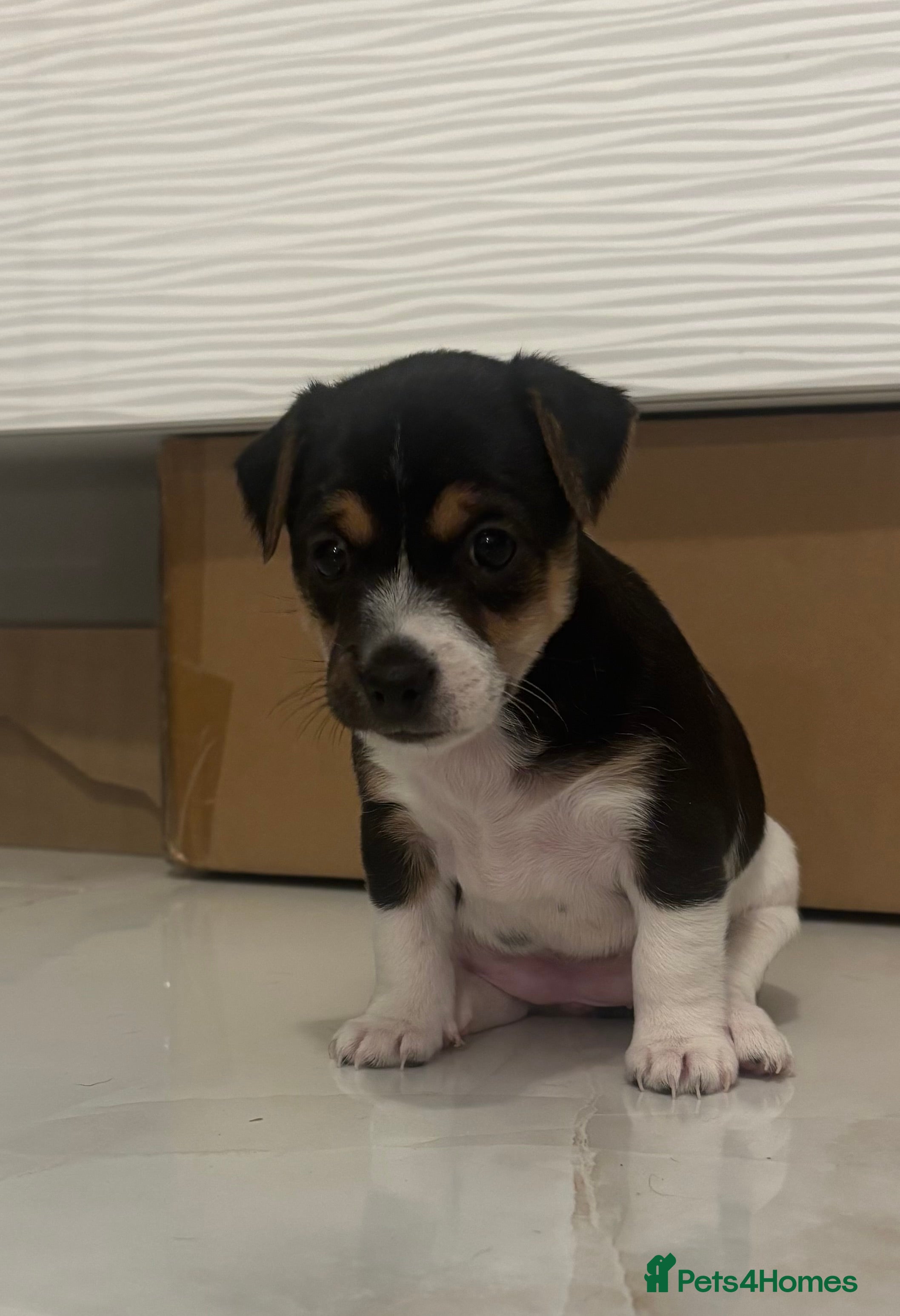 Patterjack dogs for sale: Beautiful little Jack puppies - Advert 1