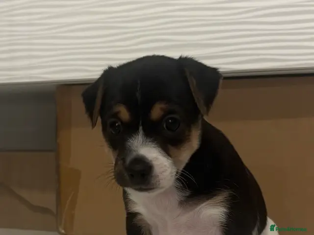 Patterjack dogs for sale: Beautiful little Jack puppies - Advert 1