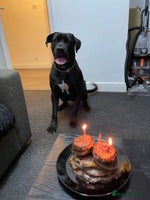 Cane Corso dogs - Advert 5