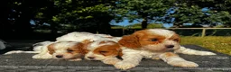 Cavapoo dogs for sale: Cavapoo’s extensively health tested rare colours  - Advert 19