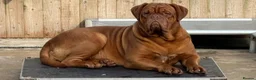 Dogue De Bordeaux dogs for sale: 🌟 UK Champion Parents - Puppies Due 🌟 - Advert 8