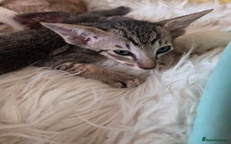 Siamese cats for sale: Siamese and Oriental Kittens  - Image 9