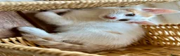 Mixed Breed cats for sale: Lovely, friendly kittens - Advert 12