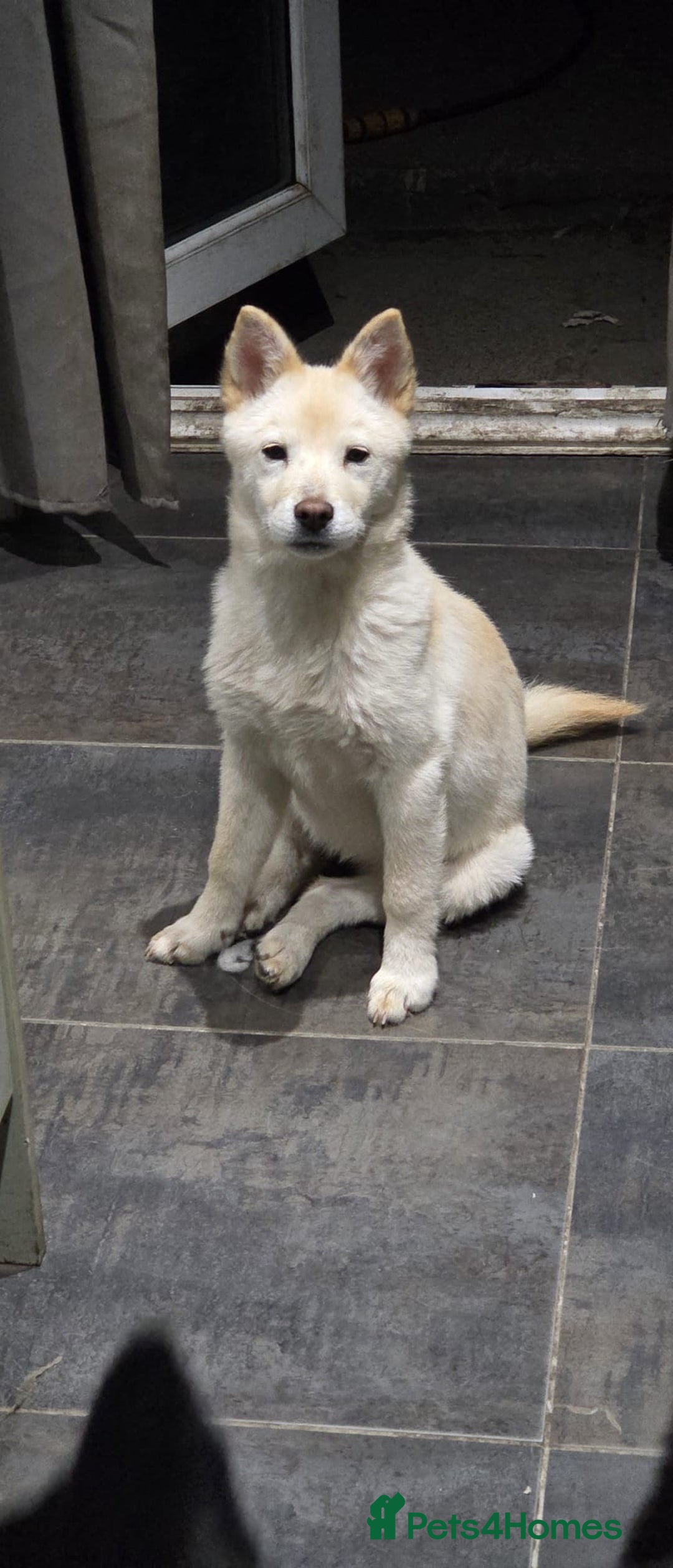 Mixed Breed dogs for sale: One Beautiful female chowski puppy  in Maesteg - Image 11