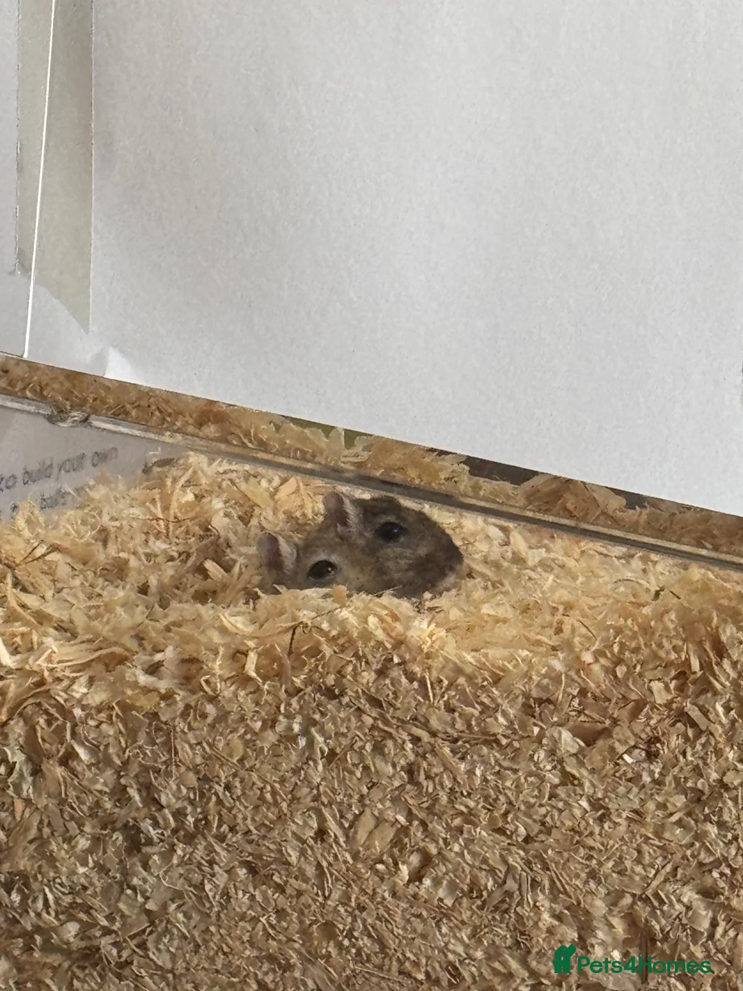 Gerbil rodents for sale: Two female gerbils  - Advert 6