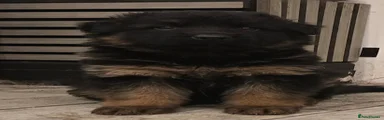 German Shepherd 2