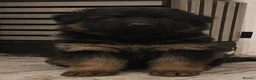 German Shepherd dogs for sale: German shepherd straigh back - Advert 14