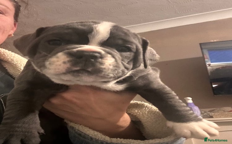 Olde English Bulldogge dogs - Advert 2