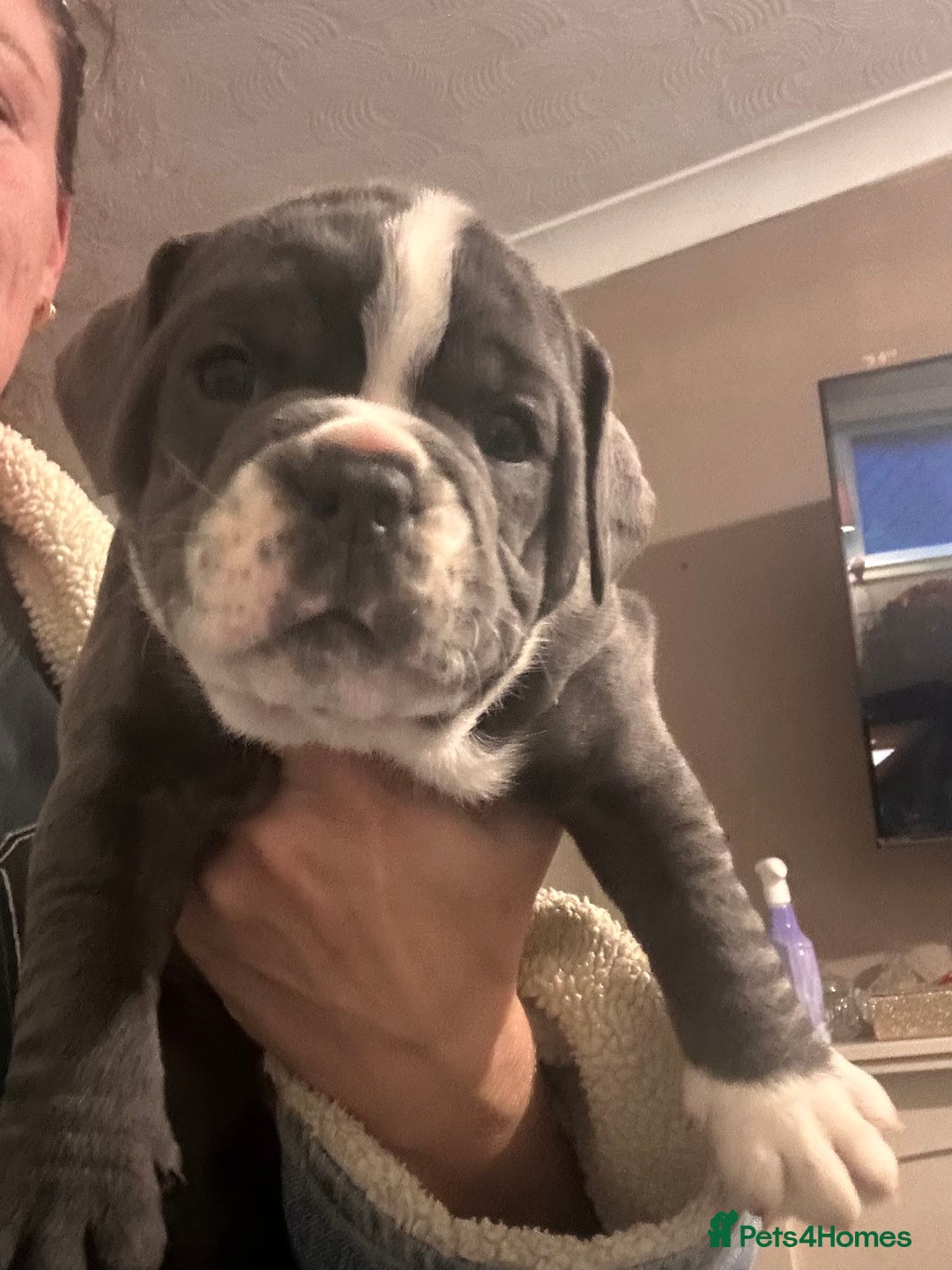 Olde English Bulldogge dogs for sale: NEBB REG OLDE ENGLISH BULLDOG  - Image 1