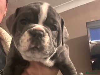 Olde English Bulldogge dogs - Advert 1