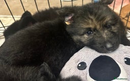 German Shepherd dogs for sale: Stunning German shepherd pups  - Image 4