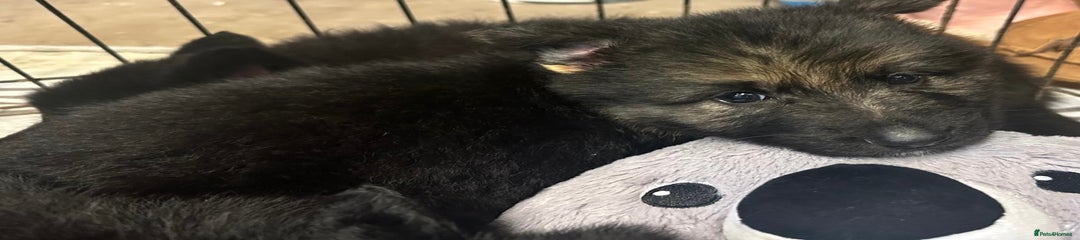 German Shepherd Puppy 8 RESERVED 